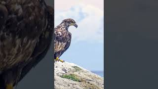 El aguila y la renovación. Reflexión. https://youtu.be/jwGXE8E52IY