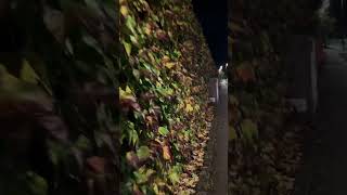 Beautiful Fall | Luxembourg #viral #shortsvideo #europe #shorts #shortsviral