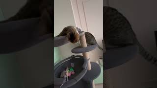 Котики играют #кошкавидео #cat #cats #catvideos #котики #live #смешныевидео #кошка #игры #игра