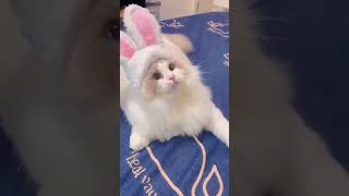 Funny animal | funny animals video|try not to laugh #cute & #funny - #cat  #video  #shorts   #mandi