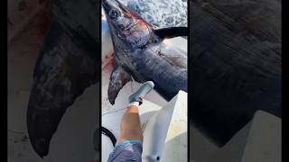 500 pound swordfish #fishing #swordfish #florida #commercialfishing #spearfishing #sword #atlantic