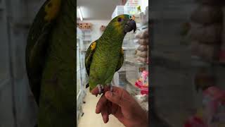 Amazon parakeet