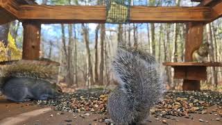 Eastern Squirrels | #chipmunks_and_squirrels on #Twitch