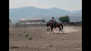 Apple Jack 4 year old Buckskin Gelding