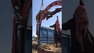 Camels loading #camel #animals #youtubeshorts #birds #youtubevideos