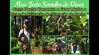 Como #plantar  e Fazer Mudas de Bananeira #dicas  de Cultivo e como #utilizar  do Coração do cacho🍌🍌