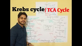 TGT PGT Biology class -3 Krebs cycle / TCA cycle/ Citric Acid cycle