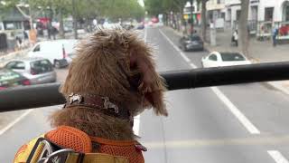 Dachshund Leylah on the Kurfurstendamm!!  Touring on a Double Decker Bus!!