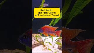 Red Rubin: The Fiery Jewel of Freshwater Tanks! AquaVerse #redrubin #cichlid #shorts