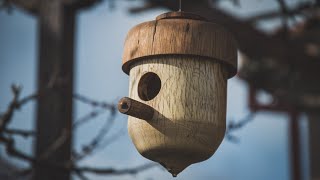 Wood turning an acorn bird house | Oak