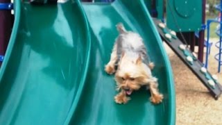 Puppies Playing on Slides