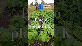 #uk#allotment#growing#potato#plants#