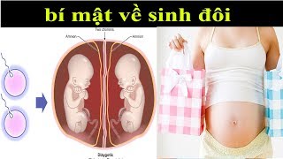 Bí mật Cặp sinh đôi được tạo ra như thế nào ? sức khỏe online