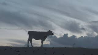 LAUWERSMEER  LANDAL  PARK SUYDEROOGH BACH ERBARME DICH   ZANG ANKE SMEELE- BAK    ZEE VIDEO BERT