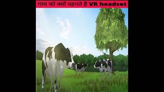 विदेशों में गाय को क्यों पहनाते है चश्मा 😱 cow wears VR headset | amazing fact #shorts  #facttech