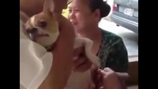 Dog Reaction to a Pedicure