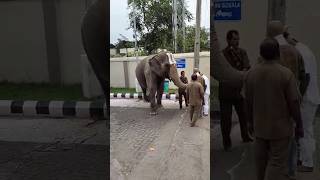 Elephant blessings at tirupati ♥️ #tirupati #god#elephant#elephantvideo #shorts#blessings#shortvideo