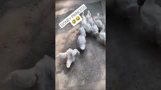 Disney Princess Cutest Duck Lava walk🤣