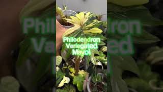 Philodendron Variegated Mayoi #philodendron