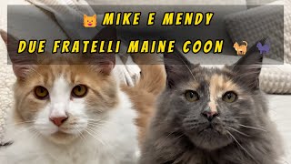 😺Mike e Mendy due fratelli Maine Coon 🐈🐈‍⬛#MaineCoonLife #mainecooncat #mainecoonlover #cat #cattok