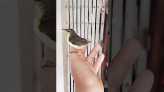 Bar-winged prinia Birds#birds#4kwildlife#nature#shortvideo