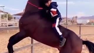 الخيل من خيالها أصغر خيال و أجمل حصان