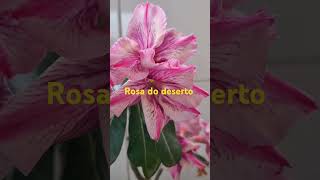 Rosa do deserto