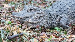 World Reptile Day at the Saint Louis Zoo