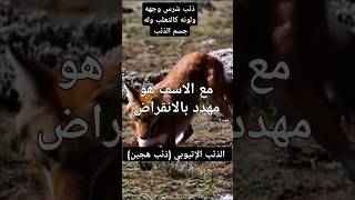 الذئب الإثيوبي الهجين تعرف عليه #عالم الحيوان # معلومات #animals