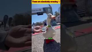 Meet Wrinkle | The Duck Who Beat Humans in a Race #facts #shorts