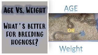 Age Vs Weight: whats better for your hognose?