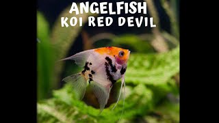 angelfish | Angelfish Planted Aquarium | Koi angelfish | Red devil angel fish #fish #angelfish #koi