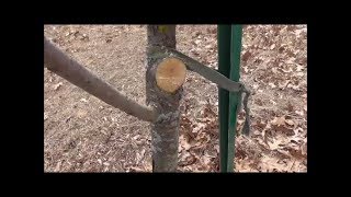 Pruning a Dwarf Tree for Balance