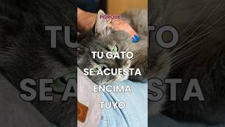 porque siempre tu gato se acuesta encima tuyo #mascotas #pet #cat #gatos