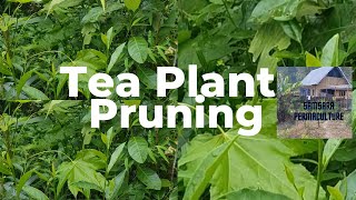 TEA PLANT PRUNING || TEA HAIRCUT || NEW LEAVES || FARMLIFE || PERMACULTURE || GROW YOUR OWN FOOD ||