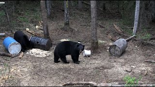 450 Pound Alberta Black Bear - Boone and Crockett