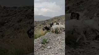 Bakri #viral #trending #video