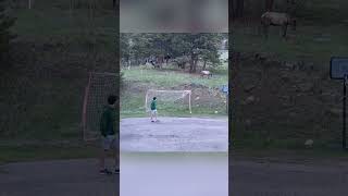 Watch this elk join a friendly game of backyard soccer | Humankind #shorts #goodnews