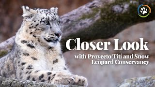 How Children Participate in Conserving the Snow Leopard and the Cotton-Top Tamarin | Closer Look