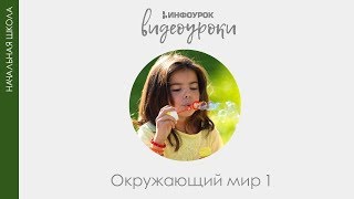 Правила перехода улицы | Окружающий мир 1 класс #17 | Инфоурок