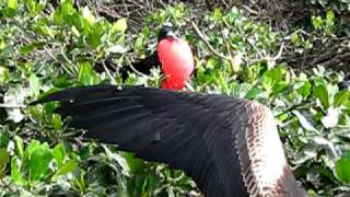 De uitslovervogels van Tumbes