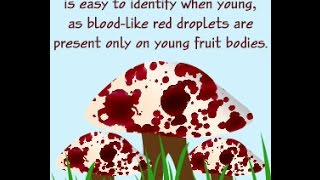 Amazing Facts About the Bleeding Tooth Fungus Hydnellum Peckii