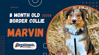 Border Collie, 8 m/o, "Marvin" | Incredible Border Collie Obedience Training | Spokane