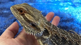 ASMR Bearded Dragon Hobby Ramble - Ending is pure gold!