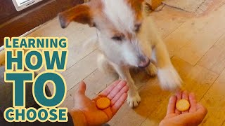 Teaching my dog how to make a choice - Dog training session