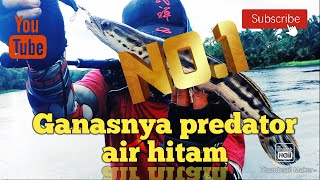 Ganasnya ikan predator //di air hitam