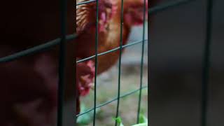 hens #animalshorts #video