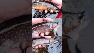 Hitting the lottery fishing style | Triple Aces (brookies)