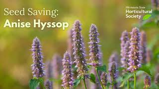 Seed Saving: Anise Hyssop