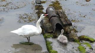 La famille cygnes